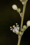 Florida beargrass